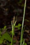 White edge sedge